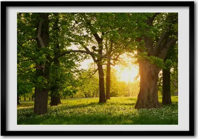 Produktbild von Bild - Bilder - Bilderrahmen - 70 cm x 50 cm - MDF-Rahmen, Wandkunst Bäume im Park
