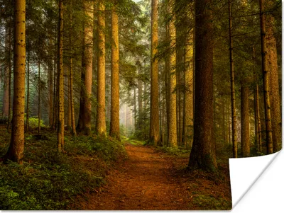 Produktbild von MuchoWow® Poster Wald - Natur - Bäume - Landschaft - Laub 160x120 cm - Foto Plakat