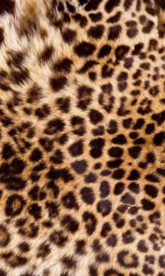 Zdjęcie produktu dla Dimex Fototapeta MS-2-0184 Leopardia koja 150 x 250 cm