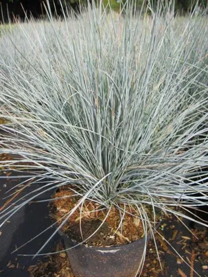 Produktbild von Blau-Schwingel Uchte - Festuca cinerea - Ziergras - 25-30cm