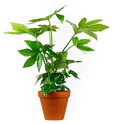 Obrázok produktu pre Gardners Fatsia japonica, priemer 12 cm