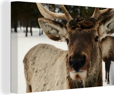 Produktbild von OneMillionCanvasses® - Leinwandbilder - 150x100 cm, Nahaufnahme eines Rentieres im Schnee, Wandbilder Kunstdruck Wanddekoration