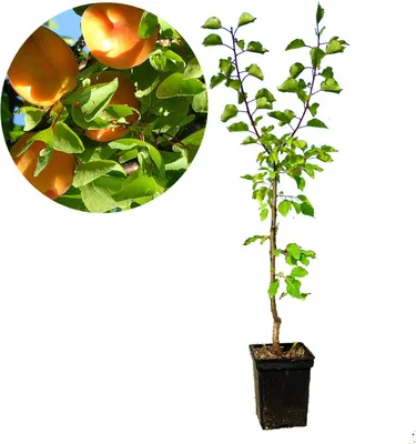 A potted apricot tree with a close-up inset of ripe apricots on the branch.
