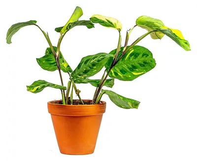 Obrázok produktu pre Gardners Marantha leuconeura Kerchoveana variegata, priemer 12 cm