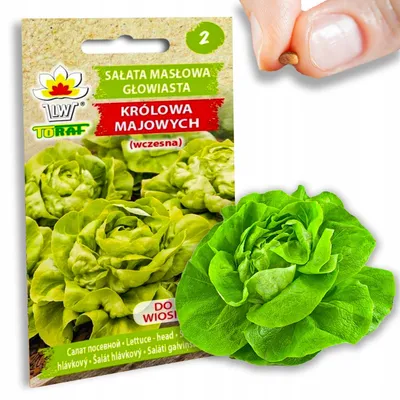 Obrázek produktu pro Salát Queen Of May Raný pevný salát Semena 2G Máslový salát