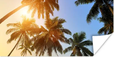 Produktbild von MuchoWow® Poster Palme - Sonne - Sommer - Tropisch 40x20 cm - Poster für die Wand - Poster Schlafzimmer