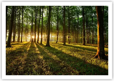 Produktbild von Poster - Poster ohne Rahmen - Wald grün Sonnenstrahlen Natur - 100x70 cm - Wand Bild - Wanddeko - Wandbilder - Kunstposter - Wandposter - Bilder - Kunstdruck - Wandbild - P2XAA100x70-2510