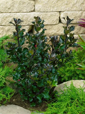 Produktbild von Ilex meserveae 'Heckenblau', Stechpalme, immergrün, 40–50 cm