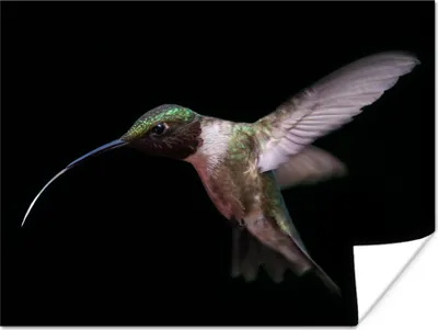 Produktbild von MuchoWow® Poster Kolibri - Vogel - Federn 120x90 cm - Wandbild