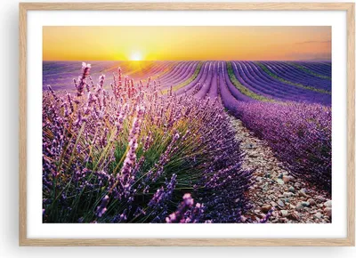 Produktbild von Gerahmtes Poster - Rahmen in heller Eiche - Feld Lavendel Sonne - 70x50 cm - Wand Bild - Wanddeko - Wandbilder - Kunstposter - Wandposter - Bilderrahmen - Bilder - Kunstdruck - P2NAA70x50-4703