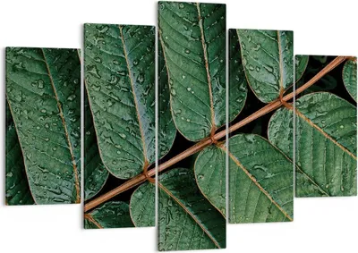 Produktbild von Bild auf Leinwand - Leinwandbild - 5 Teile - Tropfen Wasser Blätter - 150x100cm - Wand Bild - Wanddeko - Wandbilder - Leinwanddruck - Bilder - Wanddekoration - Leinwand bilder - EA150x100-4328