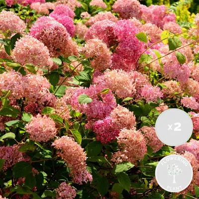 Produktbild von 2er-Set Hydrangea Arborescens Pink Annabelle, Hortensie, 40-50 cm