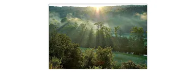 Produktbild von Muralo Fototapete Wald im Nebel 225 (B) x 150 (H) cm Vlies Tapete Wandtapeten Bäume Wohnzimmer Schlafzimmer moderne Wandbilder XXL Landschaft Panorama Wand Dekoration