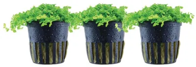 Produktbild von Aquarium Wasserpflanze 3 Stück Micranthemum tweediei Monte Carlo AquaOne 325 Set