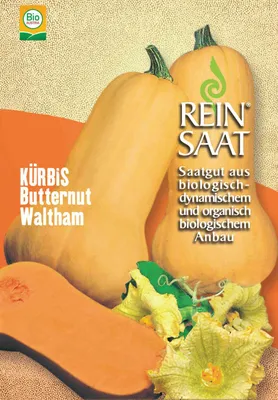 Artikelbild 1 von 'BIO Kürbis Butternut Waltham' aus der Kategorie Butternutkürbissamen