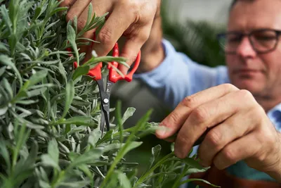 Produktbild von Felco Präzisions-Trimmschere/ Gartenschere 420