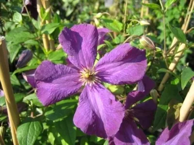 Produktbild von Clematis viticella Polish Spirit (60 - 100 cm) - Waldrebe / Klematis