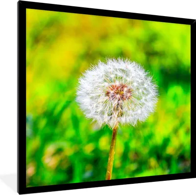 Produktbild von MuchoWow® Gerahmtes Poster Löwenzahn - Gras - Blume 40x40 cm - Poster mit Schwarzem Bilderrahmen Wandposter Rahmen Foto Bilder - Mit Rahmen - Wanddekoration Schlafzimmer