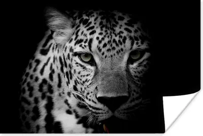 Produktbild von MuchoWow® Poster Tiere - Schwarz - Weiß - Panther - Porträt 60x40 cm - Schlafzimmerdekoration