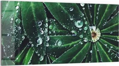 Produktbild von DEQORI Glasbild Echtglas 100x50 cm 'Wasserperlenverzierung' Wandbild Bild modern Deko
