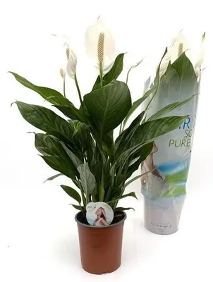 Image de Spathiphyllum 'Bingo Cupido' 80 cm - Feuille monocotylédone Feuille de la paix