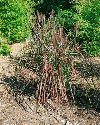 Produktbild von Miscanthus sinensis 'Flammenmeer', Chinaschilf, 3-5 Liter Container