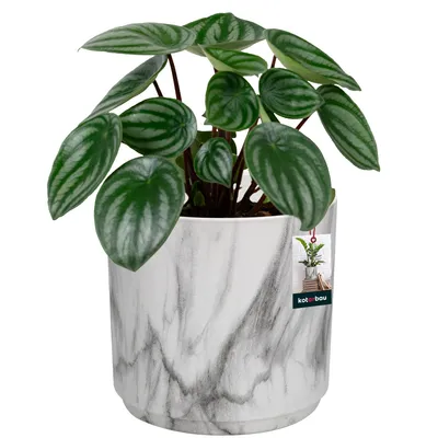 Obrázok produktu pre KOTARBAU® Kvetináč keramický okrúhly ⌀ 12 cm mramor matný keramický kvetináč na izbové rastliny kvetináč moderný mramorový vzhľad malé kvetináče kvetináč keramický kvetináč na orchideu keramický kvetináč