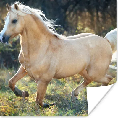 Produktbild von MuchoWow® Poster Pferd - Natur - Braun 50x50 cm - Wohnzimmerdekoration