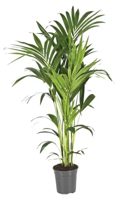 Zdjęcie produktu dla Howea Forsteriana - 120-130cm - Ø21cm - Roślina doniczkowa - Zimozielony