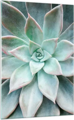Produktbild von Bilder auf glas - Einteilig - Blau Blätter Agave - 70x100cm - Glasbilder - Wandbilder - Bilder - zum Aufhängen bereit - Wanddekoration aus Glas - Glas Bilder - Wandbild auf Glas - GPA70x100-4628
