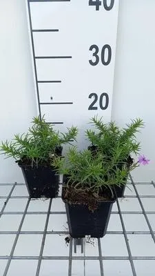 Obrázek produktu pro 6 x Phlox (s) 'Purple Beauty' - plamének - Topf 9 x 9 cm