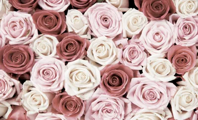 Produktbild von Fototapete Vlies 1629 VEXXXL Rosen rosa 4-tlg. 416 x 254 cm