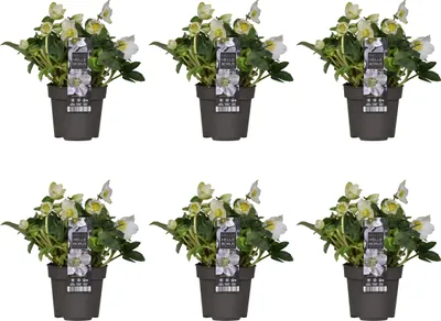 Produktbild von Bloomique - 6er Set - Helleborus Niger - Christrose - Schneerose - Pflanzen Echt - Winterblüher - Höhe 20-30 cm - Topf 12 cm