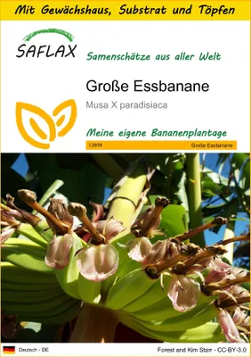 Produktbild von SAFLAX Anzucht Set - Große Essbanane - Musa X paradisiaca - 10 Samen - Mit Mini-Gewächshaus, Anzuchtsubstrat und 2 Töpfen