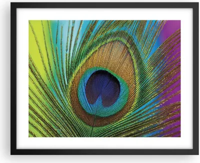 Produktbild von Gerahmtes Poster - Schwarzer Rahmen - Pfauen Federn Regenbogen - 50x40 cm - Wand Bild - Wanddeko - Wandbilder - Kunstposter - Wandposter - Bilderrahmen - Bilder - Kunstdruck - P2BAA50x40-4385