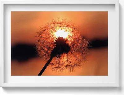 Produktbild von Schmeißfliege bei Sonnenuntergang– Wandbild mit Rahmen – Gerahmtes Bild  – Wanddekoration – 70x50 cm –  Weiß Rahmen