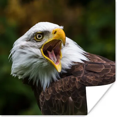 Produktbild von MuchoWow® Poster Ein krächzender Weißkopfseeadler 75x75 cm - Wand Dekoration