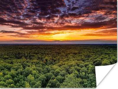 Produktbild von MuchoWow® Poster Wald - Nacht - Himmel - Horizont - Bäume 120x90 cm - Wandbild