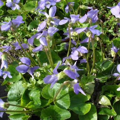 Produktbild von 6 x Pfingst-Veilchen - Viola sororia 'Blue Diamond' | Topf 9cm x 9cm