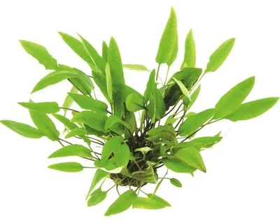 Obrázek produktu pro Vodní rostlina Cryptocoryne affinis C 400