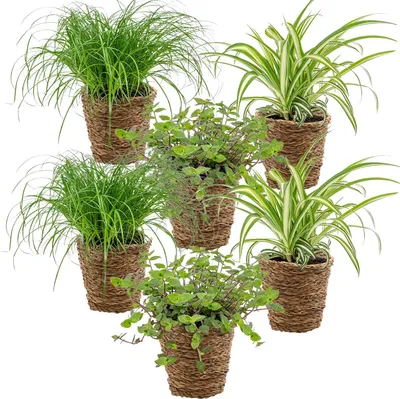 Produktbild von Bloomique - 6er-Set - Haustierfreundliche Pflanzen - Chlorophytum, Cyperus, Callisia - Zimmerpflanzen - 20-30 cm Hoch - Im Rattankorb 12 cm