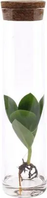 Image de Clusia en bocal Ø 5 cm x 15 cm – Plante hydroponique en bocal, facile d'entretien