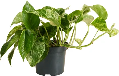 Image de Bloomique - Epipremnum Marble Queen - Plante retombante - Convient également comme plante grimpante - Plante d'intérieur - Purificateur d'air - Facile d'entretien - Hauteur 15-20 cm - Pot 12 cm