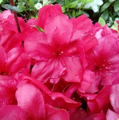 Immagine prodotto di Azalea giapponese Rhododendron obtusum 'Muttertag' leuchtend rot 20 - 25 cm