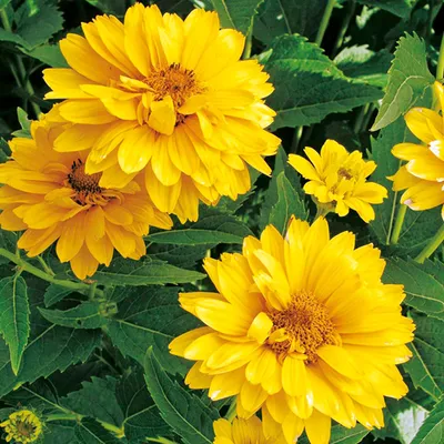 Produktbild von 6 x Sonnenauge  - Heliopsis helianthoides 'Summer Sun'  | Topf 9cm x 9cm