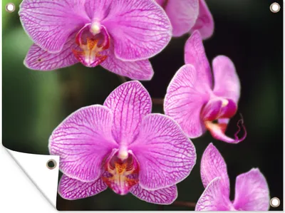 Produktbild von MuchoWow® 40x30 cm Outdoor-Poster Gartendeko Sichtschutz Garten Poster für den Garten  Rosa Orchidee