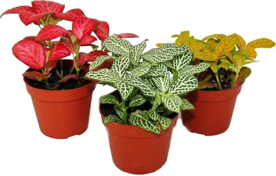 Produktbild von Set mit 3 verschiedenfarbige Fittonia -Pflanze, Silbernetzblatt, Mosaikpflanze, 9cm Topf