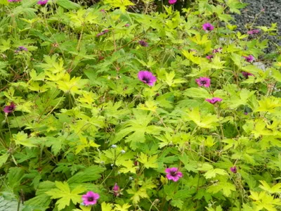 Produktbild von 6 x Geranium 'Ann Folkard' - Storchschnabel - topf 9 x 9 cm