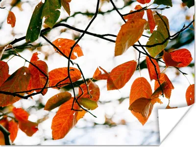 Produktbild von MuchoWow® Poster Herbst - Blätter - Landleben - Jahreszeiten 120x90 cm - Wandbild