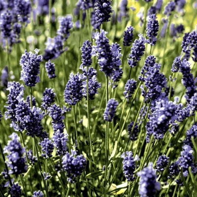 Produktbild von 20 Cocktailservietten Lavendel Field 24x24cm